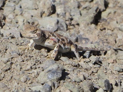 Phrynocephalus versicolor