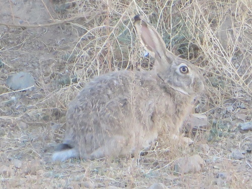 Tolai Hare