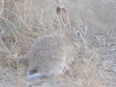 Lepus tolai
