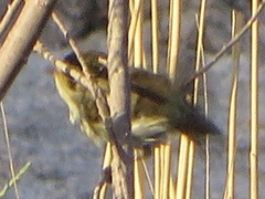 Phylloscopus proregulus
