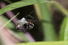 Gea spinipes