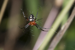 Gea spinipes