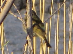 Phylloscopus proregulus