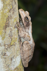 Polypedates cruciger