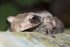 Polypedates cruciger