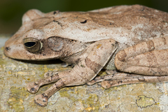 Polypedates cruciger