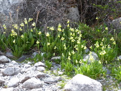 Primula sikkimensis