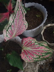 Caladium bicolor