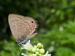 Anthene emolus goberus