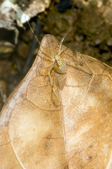 Thwaitesia margaritifera