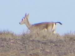 Gazella subgutturosa