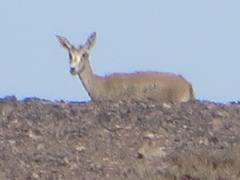 Gazella subgutturosa