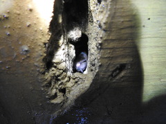 Myotis austroriparius