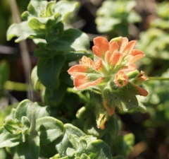 Castilleja latifolia