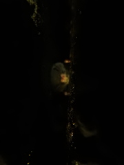 Myotis austroriparius