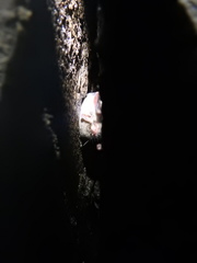 Myotis austroriparius