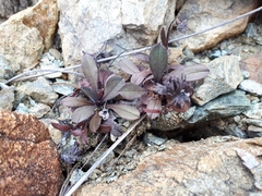 Myosotis monroi