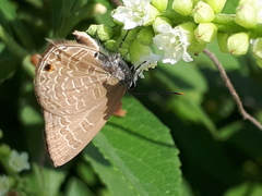 Anthene emolus goberus
