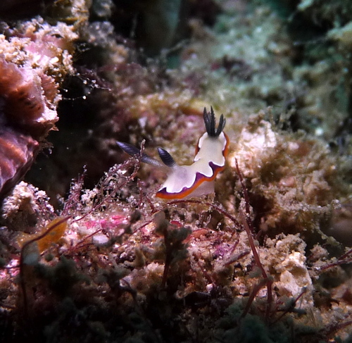 Goniobranchus fidelis
