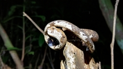 Aplopeltura boa