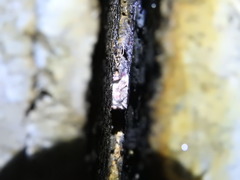 Myotis austroriparius