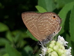 Anthene emolus goberus