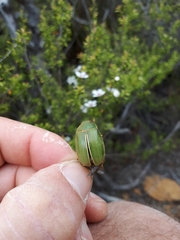 Stethaspis suturalis