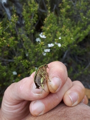 Stethaspis suturalis