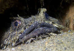 Batrachomoeus dubius