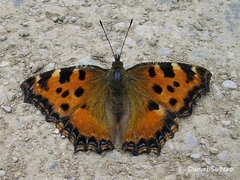 Nymphalis