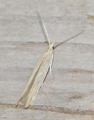 Lepidoptera