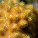 Celleporaria brunnea - Photo (c) Marine Explorer (Dr John Turnbull), algunos derechos reservados (CC BY-NC-SA)