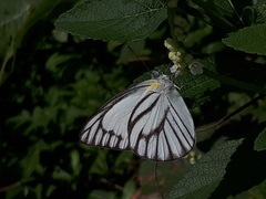 Appias libythea olferna