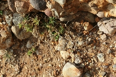 Polygonum paronychia