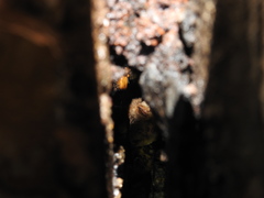 Myotis austroriparius