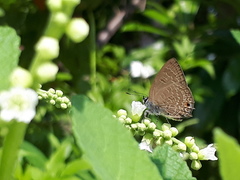 Anthene emolus goberus