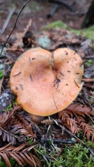 Lactarius aestivus