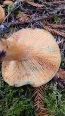Lactarius aestivus