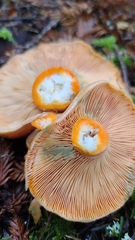 Lactarius aestivus