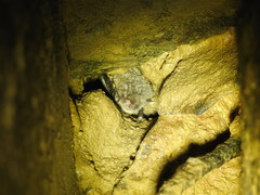 Myotis austroriparius