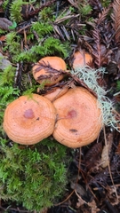 Lactarius aestivus