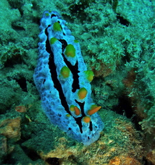 Phyllidia coelestis