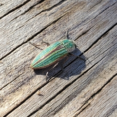Buprestis striata