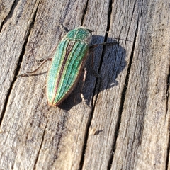 Buprestis striata