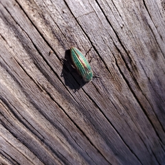 Buprestis striata