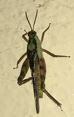 Paulinia acuminata
