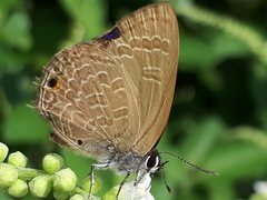 Anthene emolus goberus