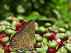 Anthene emolus goberus