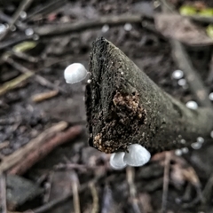 Marasmiellus volvatus