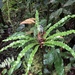 Elaphoglossum eximium - Photo 由 Richard Joyce 所上傳的 (c) Richard Joyce，保留部份權利CC BY-NC